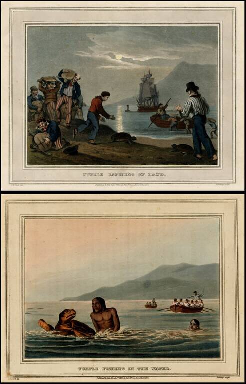 Turtle Catching on Land / Turtle Fishing in the Water