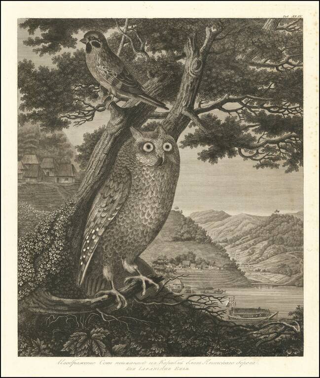 (An Owl and Sparrow on the Japanese Coast) Изображение Совы почтанной на Корабль близъ Японскоаго берега | Die Iapanische Eule.